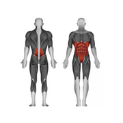 Steelflex JGAB900 AB Curl - Strength Machines - Steelflex