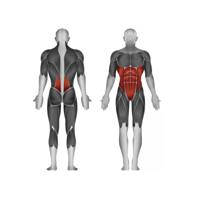 Steelflex JGAB900 AB Curl - Strength Machines - Steelflex