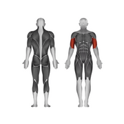 Steelflex JGBC600 Bicep Curl - Strength Machines - Steelflex