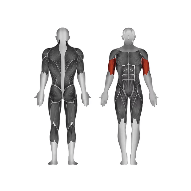 Steelflex JGBC600 Bicep Curl - Strength Machines - Steelflex