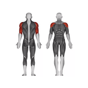 Steelflex JGSP800 Shoulder Press - Strength Machines - Steelflex