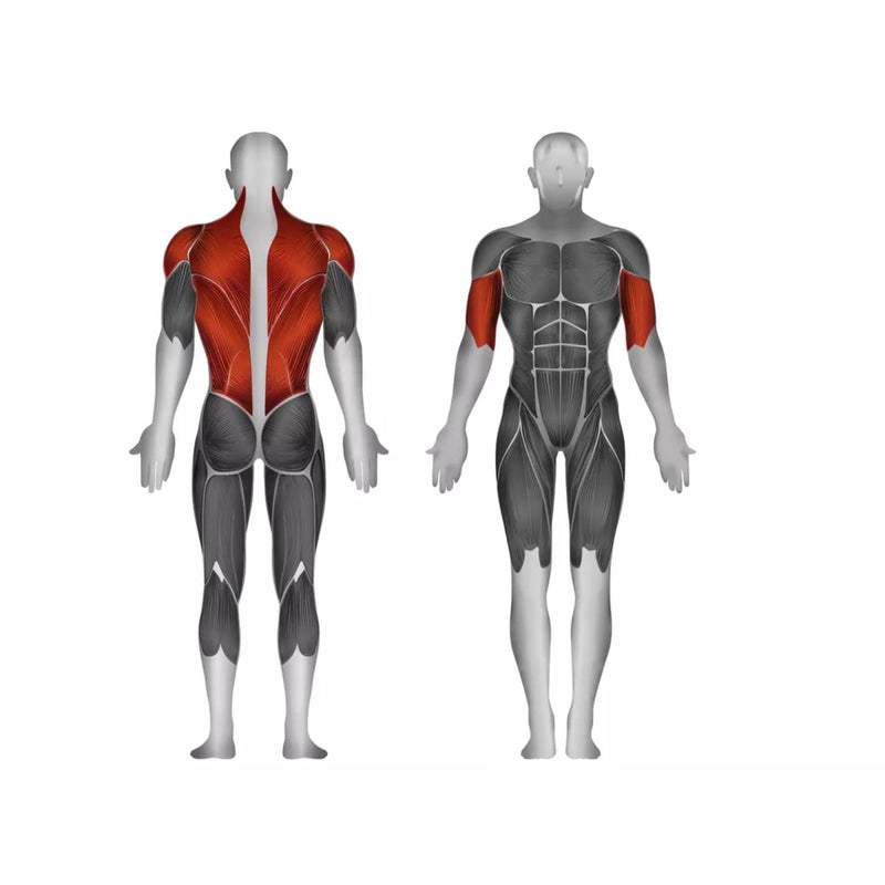 Steelflex Lat Pulldown Back Row - Strength Machines - Steelflex