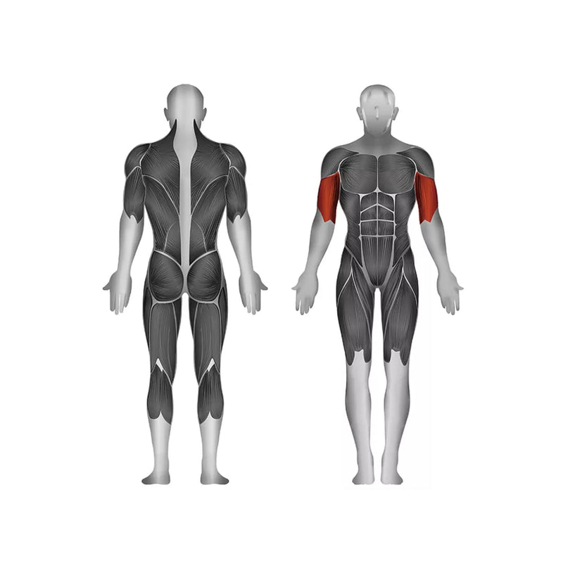 Steelflex Plate Loaded Bicep Curl - Strength Machines - Steelflex