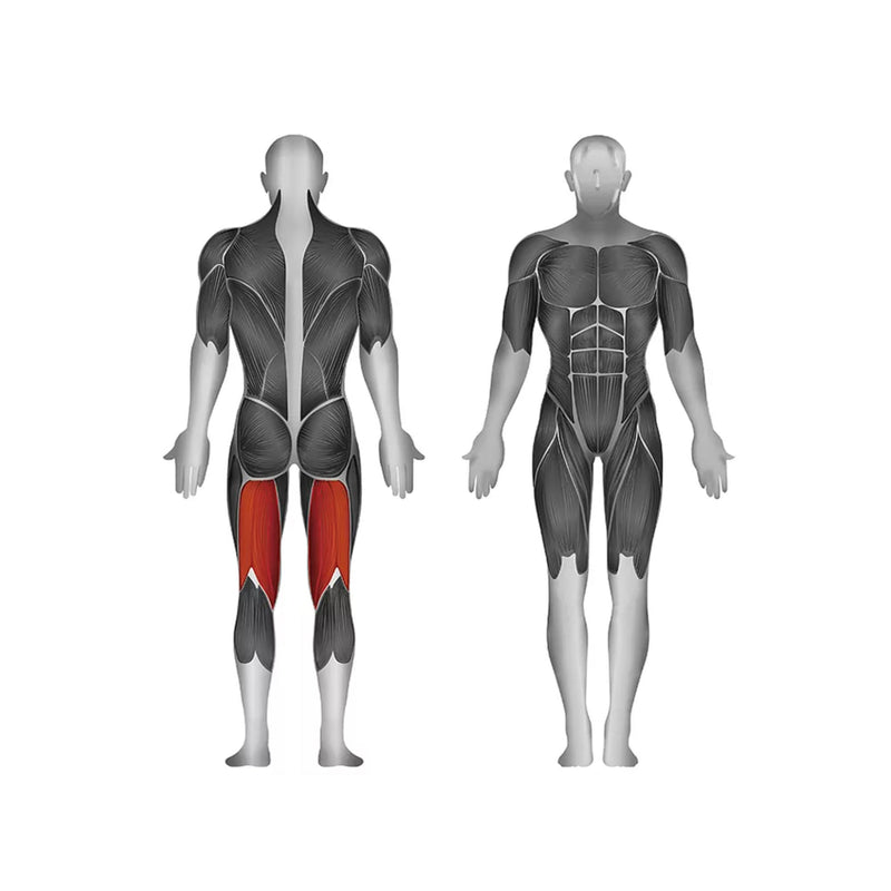 Steelflex Plate Loaded Leg Curl - Strength Machines - Steelflex