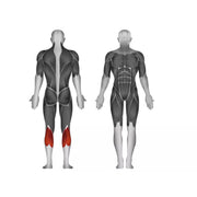 Steelflex Plate Loaded Seated Calf Raise - Strength Machines - Steelflex