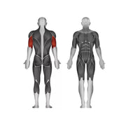 Steelflex Plate Loaded Triceps Extension - Strength Machines - Steelflex