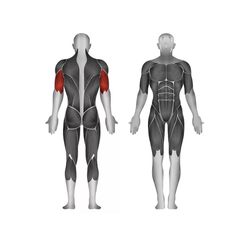 Steelflex Plate Loaded Triceps Extension - Strength Machines - Steelflex